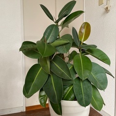 観葉植物　ゴムの木　アラレア　フィロデンドロンの画像