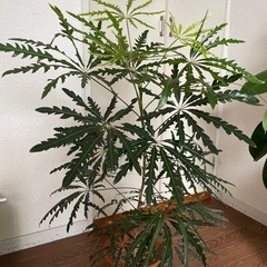 観葉植物　ゴムの木　アラレア　フィロデンドロンの画像