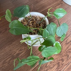 観葉植物　ゴムの木　アラレア　フィロデンドロンの画像