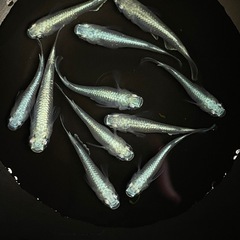 受付中🔴幼魚～若魚10匹 みゆき　幹之　フルボディ 青 鉄仮面 メダカの画像