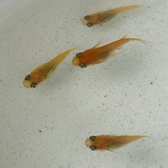 初恋の半ダルマになります　1匹の画像