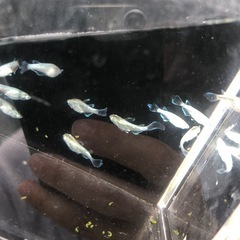めだか　緑光ヒレ長　20匹くらいの画像