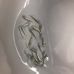 めだか　緑光ヒレ長　20匹くらいの画像