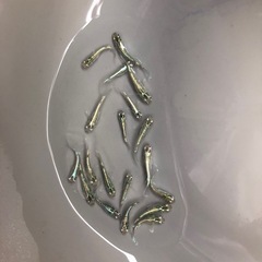 めだか　緑光ヒレ長　20匹くらいの画像