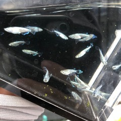 めだか　緑光ヒレ長　20匹くらいの画像