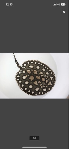 ダイヤモンドポルカ