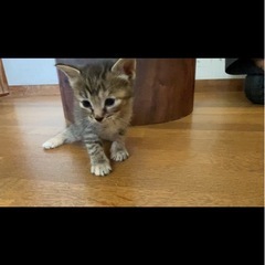 【お話し中】【急募】里親募集