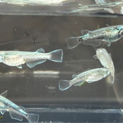墨武めだか　2ペア＋1   の画像