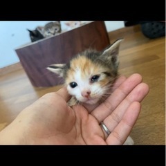【急募】里親募集