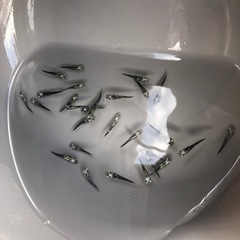 めだか　黒百式　30匹くらいの画像