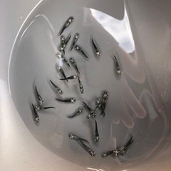 めだか　黒百式　30匹くらいの画像