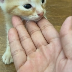 【お話し中】【急募】里親募集