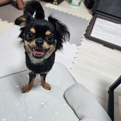 チワワ里親
