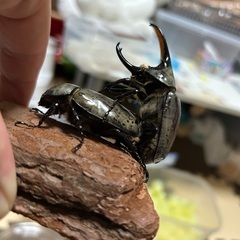 グラントシロカブトペアの画像