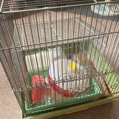 ハムスター🐹とインコ🦜の家🏠
の画像