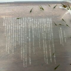 【ミナミヌマエビ 15匹セット】メダカ水槽で元気に育った個体です！コケ取り・掃除屋さんに最適🦐の画像