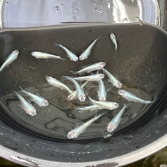 めだかまとめうりの画像