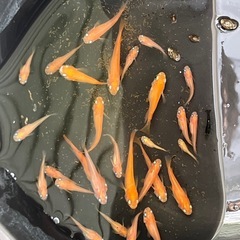 めだかまとめうりの画像