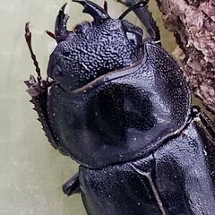 【アマミシカクワガタ成虫】(♂♀ペア)！の画像