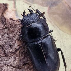 【アマミシカクワガタ成虫】(♂♀ペア)！の画像