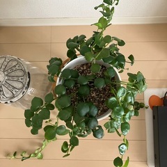 ②観葉植物　エスキナンサス タイピンク の画像