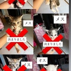 生後1ヶ月前後のかわいい子猫