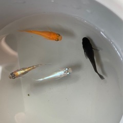 【値引き交渉あり】めだかMIX4匹セットの画像