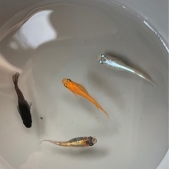 【値引き交渉あり】めだかMIX4匹セットの画像