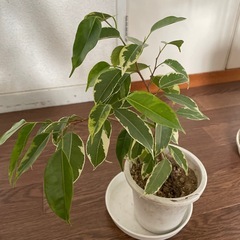 観葉植物　シェフレラ　　ゴムの木　ベンジャミン
の画像