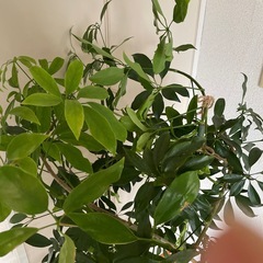 観葉植物　シェフレラ　　ゴムの木　ベンジャミン
の画像
