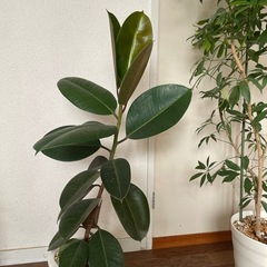 観葉植物　シェフレラ　　ゴムの木　ベンジャミン
の画像