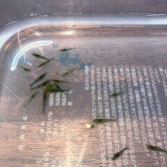 🦐ミナミヌマエビ＋アマゾンフロッグピットセット🌿の画像