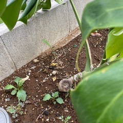 モンステラ　デリシオーサの画像