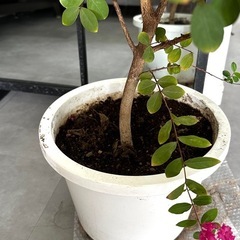 百日紅　サルスベリ　苗木 木　庭木　植木鉢の画像