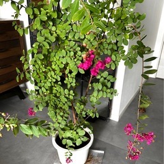 百日紅　サルスベリ　苗木 木　庭木　植木鉢の画像