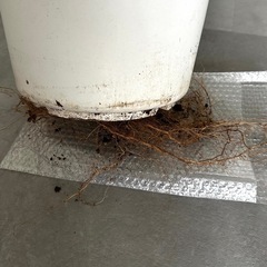 百日紅　サルスベリ　苗木 木　庭木　植木鉢の画像