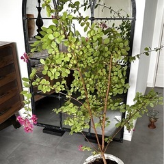 百日紅　サルスベリ　苗木 木　庭木　植木鉢の画像