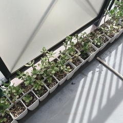 金のなる木　の画像