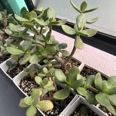 金のなる木　の画像