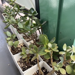 金のなる木　の画像