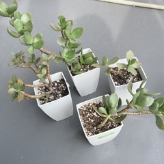 金のなる木　の画像