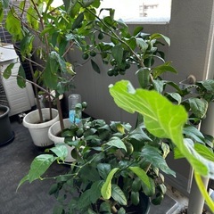 トゲなしレモンの木の画像