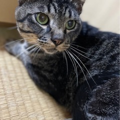 とっても優しい3歳の男の子です🐈‍⬛