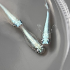 (伊勢宮メダカ)菊銀ブルー　オス２匹メス３匹の画像