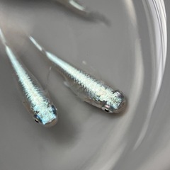 (伊勢宮メダカ)菊銀ブルー　オス２匹メス３匹の画像