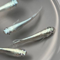 (伊勢宮メダカ)菊銀ブルー　オス２匹メス３匹の画像