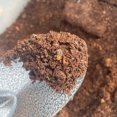 ミヤマ･ノコギリクワガタ 幼虫の画像