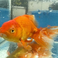 【金魚】優雅なヒレが美しい素赤ジャンボ獅子頭の画像
