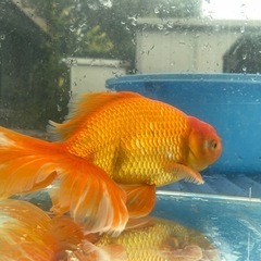 【金魚】優雅なヒレが美しい素赤ジャンボ獅子頭の画像