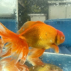 【金魚】優雅なヒレが美しい素赤ジャンボ獅子頭の画像